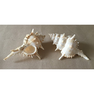 Murex Pleciferoides 10/12cm par 6