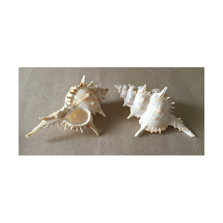 Murex Pleciferoides 10/12cm par 6