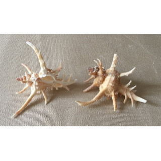Murex Cervicornis 5/6cm par 6
