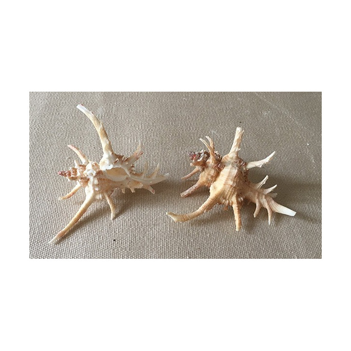 Murex Cervicornis 5/6cm by 6