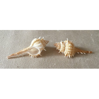 Murex Mindanaensis 7/8cm par 25