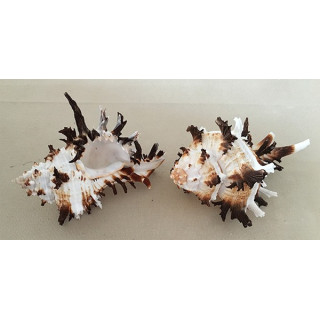 Murex Indiva 11/15cm par 6