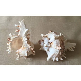 Murex Ramosus 10/12cm par 6