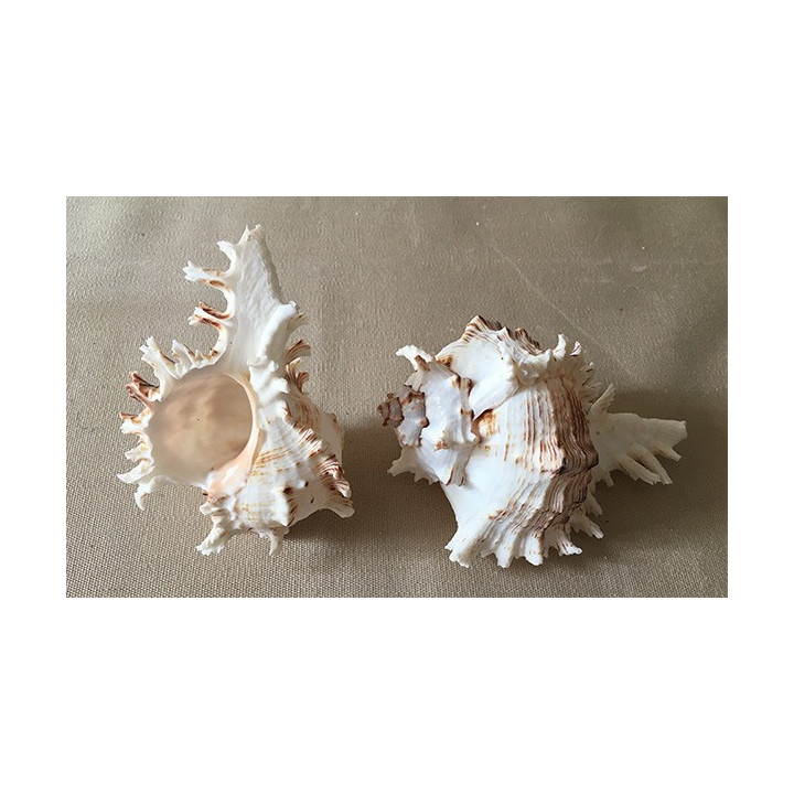 Murex Ramosus 10/12cm by 12