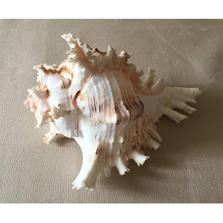 Murex Ramosus 14/17cm by 3