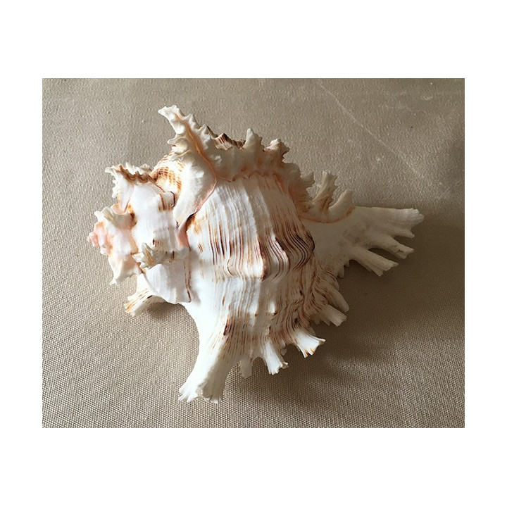 Murex Ramosus 14/17cm by 3