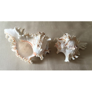 Murex Ramosus 25cm par 1