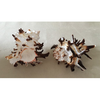 Murex Indivia 7/9cm by 12