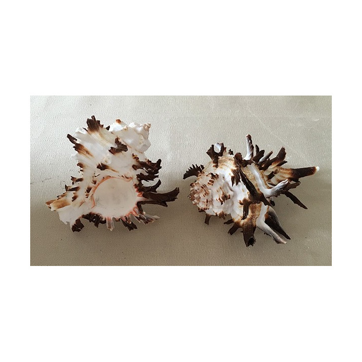 Murex Indivia 7/9cm par 12