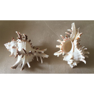 Murex Indivia Albinos 7/9cm par 12 