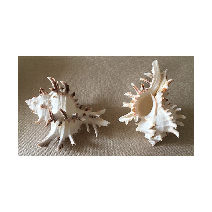 Murex Indivia Albinos 7/9cm by 12 