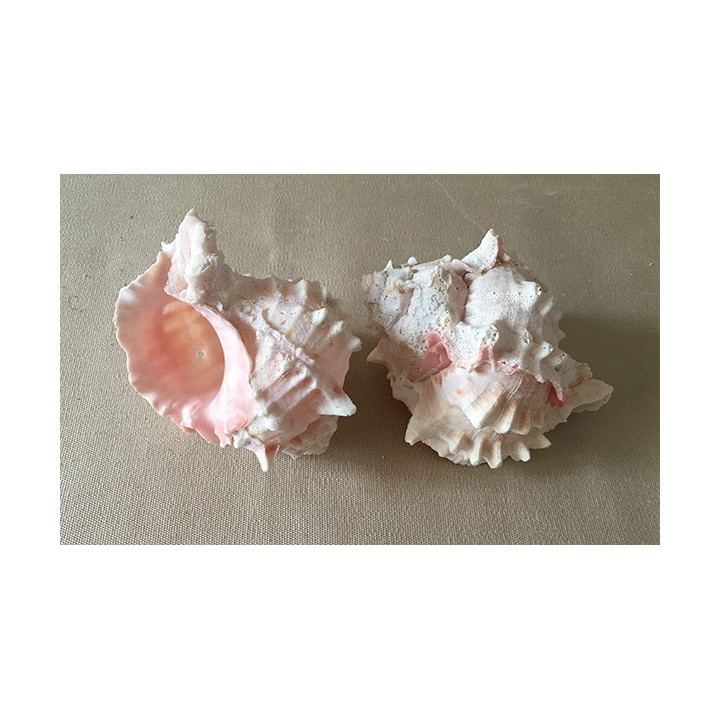 Murex Erythrostomus 8/11cm by 20