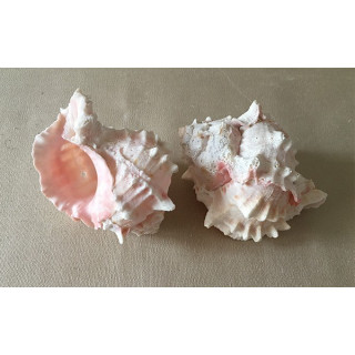 Murex Erythrostomus 5/7cm by 25