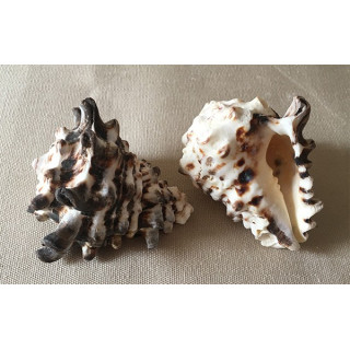 Vasum turbinellus 5/8cm by 25