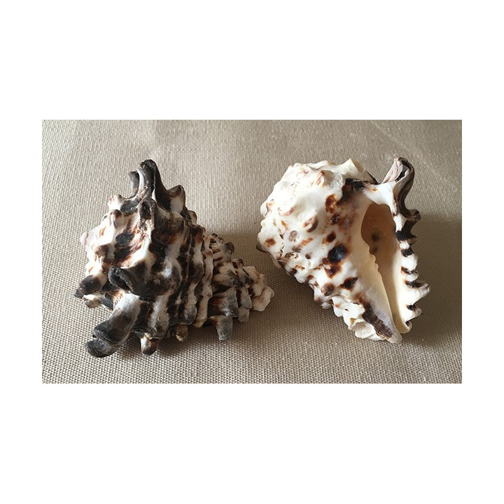 Vasum turbinellus 5/8cm par 25