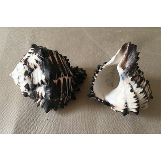 Murex Negritus 10/12cm par 20