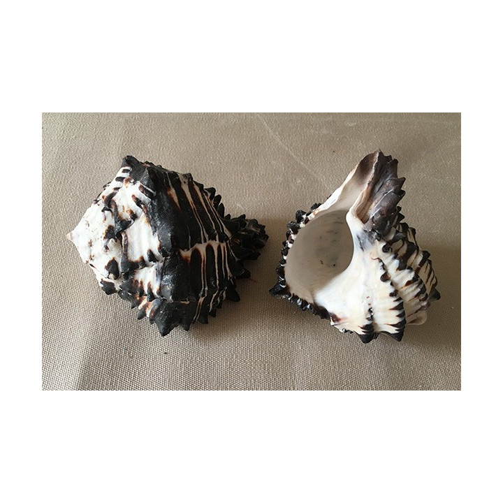 Murex Negritus 10/12cm by 20