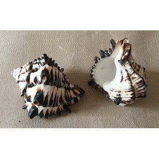 Murex Negritus 6/7cm par 25