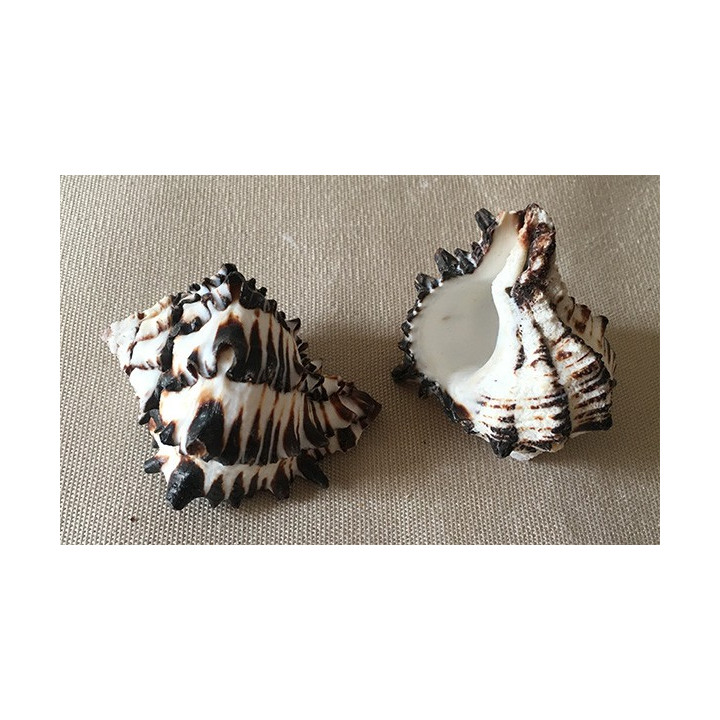 Murex Negritus 6/7cm par 25