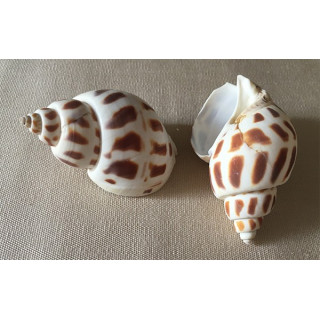 Babylonia Aerolata 7/8cm par 25