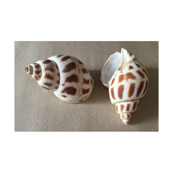 Babylonia Aerolata 7/8cm par 25