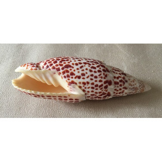 Mitra Papalis 7/9cm par 10