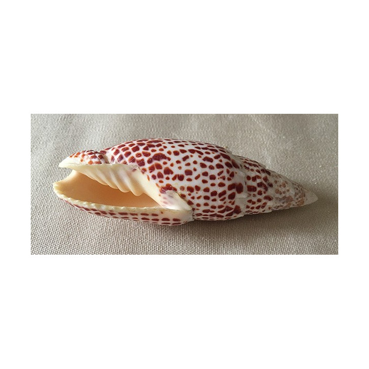 Mitra Papalis 7/9cm par 10