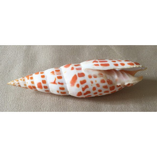 Mitra mitra 10/14cm by 3