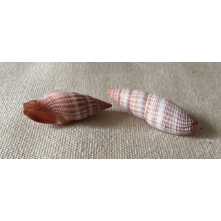 Mitra Sanguinetum 3cm by 50