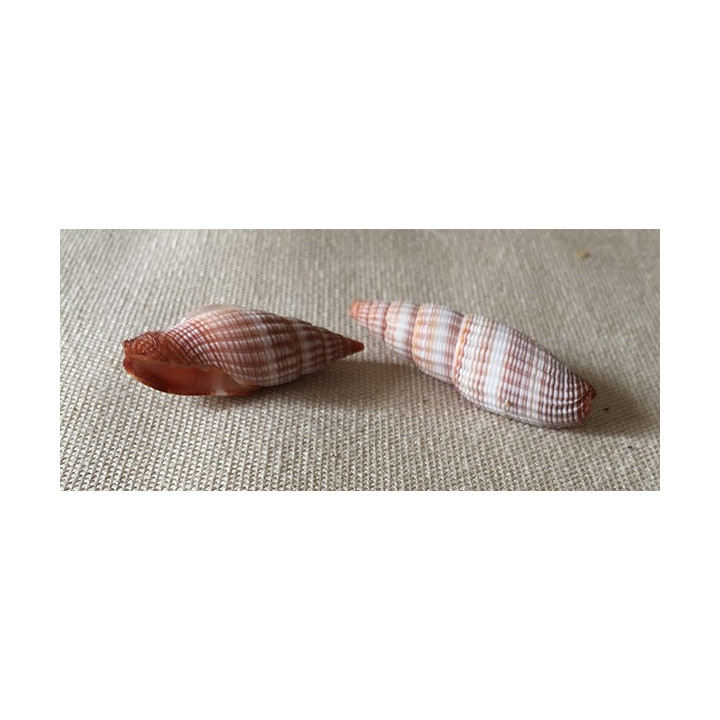 Mitra Sanguinetum 3cm par 50