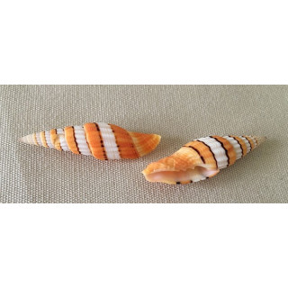 Mitra Régina 5/6cm par 6