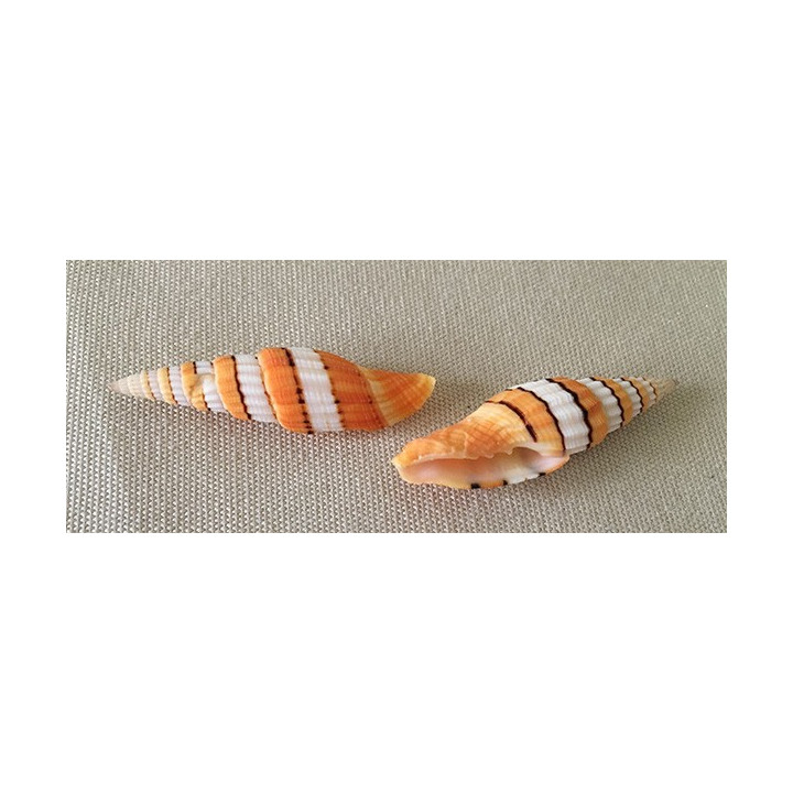 Mitra Regina 5/6cm by 6