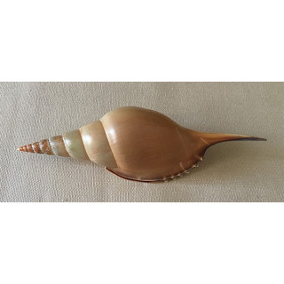 Tibia Martini 10/12cm by 6