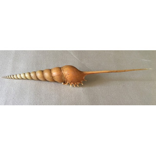 Tibia Fusus 20/22cm par 3