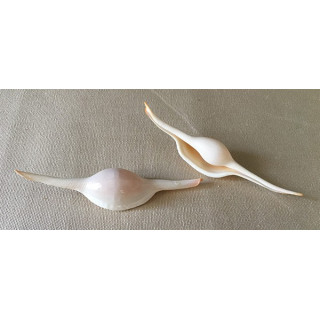 Volva Volva 10/12cm by 6