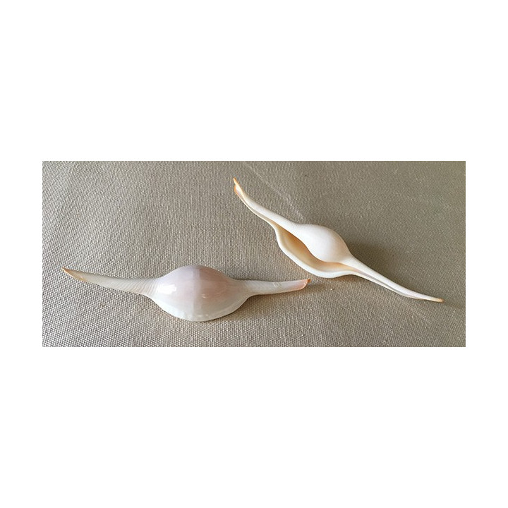 Volva Volva 10/12cm by 6