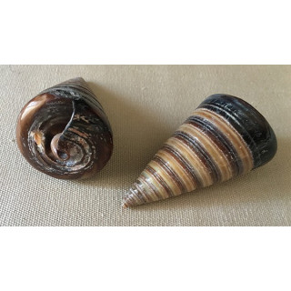 Téléscopium Poli 5/6cm par 25