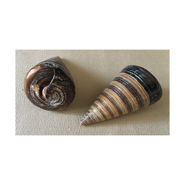 Téléscopium Poli 5/6cm par 25