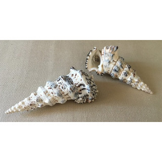 Cerithium Nodulosum 8/9cm by 12
