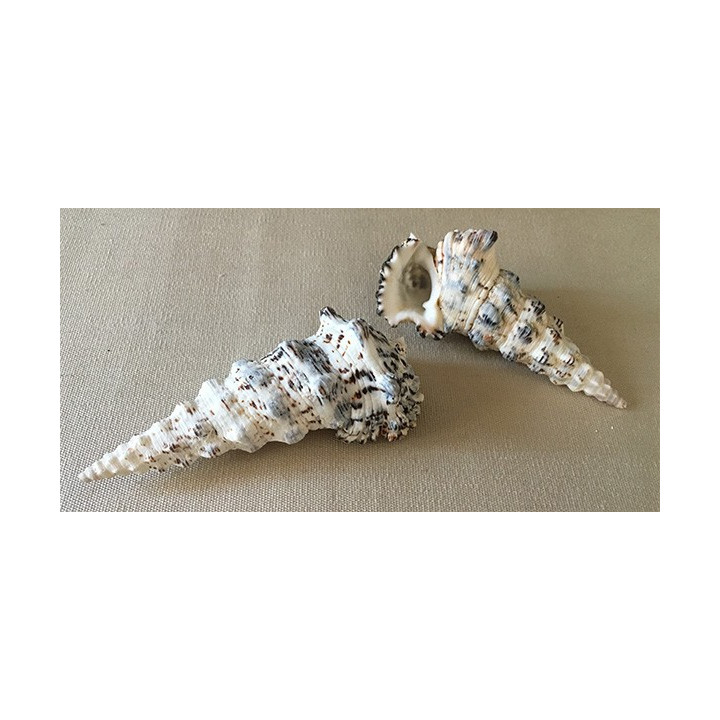 Cerithium Nodulosum 8/9cm par 12