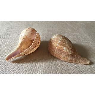 Ficus Fig Shell 6/7cm lot of 25