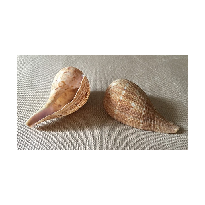 Ficus Fig Shell 6/7cm lot of 25