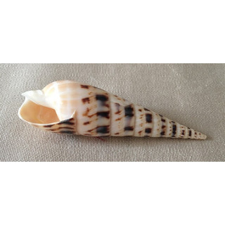 Terebra Maculata 11/13cm lot de 12