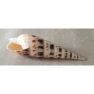 Terebra Maculata 17/20cm lot of 6