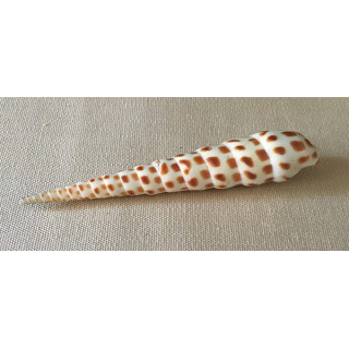 Terebra Aerolata 10cm par 12