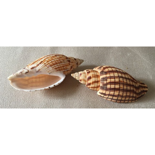 Lyria Kurodai 8cm lot de 6