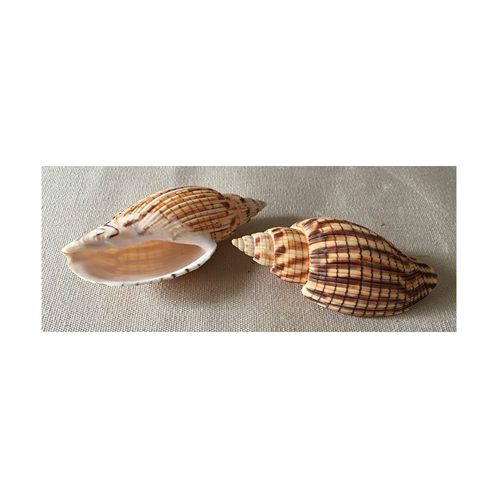 Lyria Kurodai 8cm lot of 6