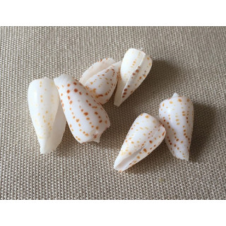 Conus Blanfordianis 1.8/2.5cm lot de 3