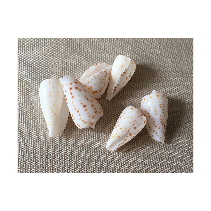 Conus Blanfordianis 1.8/2.5cm lot de 3