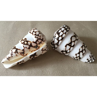 Conus Marmoreus Band 8cm lot of 12